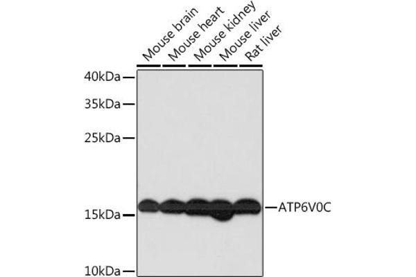 ATP6V0C 抗体  (AA 1-100)