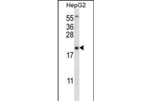 UBE2NL Antibody (N-term) (ABIN656527 and ABIN2845793) western blot analysis in HepG2 cell line lysates (35 μg/lane). (UBE2NL antibody  (N-Term))