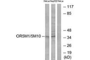 Western blot analysis of extracts from HeLa/HepG2 cells, using OR5M1/5M10 Antibody. (OR5M1/5M10 antibody  (AA 230-279))