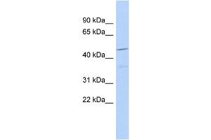 WB Suggested Anti-FAM81A Antibody Titration: 0. (FAM81A antibody  (N-Term))