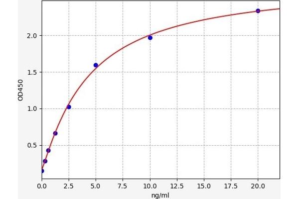 WNT5A ELISA Kit