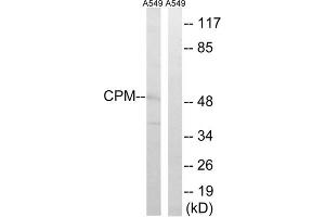 Western blot analysis of extracts from A549 cells, using CPM antibody. (CPM antibody  (Internal Region))