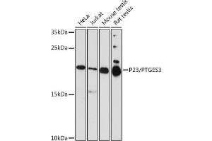 Western blot analysis of extracts of various cell lines, using P23/P23/PTGES3 antibody  at 1:1000 dilution. (PTGES3 antibody  (AA 1-100))