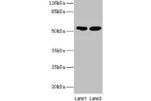 Western blot All lanes: SVOPL antibody at 2 μg/mL Lane 1: Mouse liver tissue Lane 2: Rat liver tissue Secondary Goat polyclonal to rabbit IgG at 1/10000 dilution Predicted band size: 54, 37 kDa Observed band size: 54 kDa (SVOPL antibody  (AA 73-129))