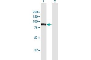 Western Blot analysis of TTC12 expression in transfected 293T cell line by TTC12 MaxPab polyclonal antibody. (TTC12 antibody  (AA 1-732))