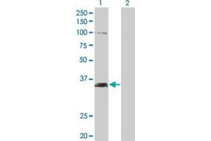 Western Blot analysis of MSI2 expression in transfected 293T cell line by MSI2 monoclonal antibody (M11), clone 3B6. (MSI2 antibody  (AA 1-328))