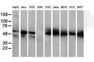 Image no. 2 for anti-Histone Deacetylase 1 (HDAC1) antibody (ABIN1498605) (HDAC1 antibody)