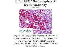 Image no. 1 for anti-Neuropeptide Y (NPY) antibody (ABIN1723938) (NPY antibody)