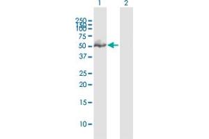 Western Blot analysis of GATA1 expression in transfected 293T cell line by GATA1 MaxPab polyclonal antibody. (GATA1 antibody  (AA 1-413))