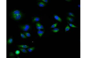Immunofluorescence staining of Hela cells with ABIN7167656 at 1:133, counter-stained with DAPI. (RXFP1 antibody  (AA 17-151))