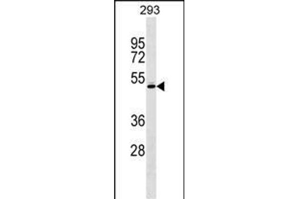 RCBTB1 antibody  (AA 350-377)