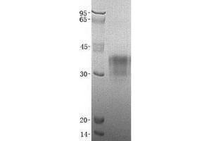 Validation with Western Blot (TWSG1 Protein (His tag))