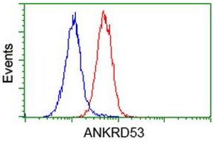 Image no. 4 for anti-Ankyrin Repeat Domain 53 (ANKRD53) (AA 1-300) antibody (ABIN1490723) (ANKRD53 antibody  (AA 1-300))