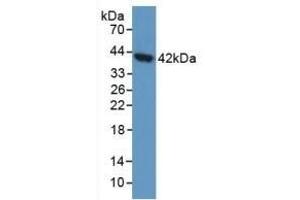 Detection of AGA in Human 293T Cells using Polyclonal Antibody to Aspartylglucosaminidase (AGA) (AGA antibody  (AA 28-245))