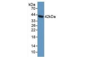 Detection of AGA in Human 293T Cells using Polyclonal Antibody to Aspartylglucosaminidase (AGA) (AGA antibody  (AA 28-245))