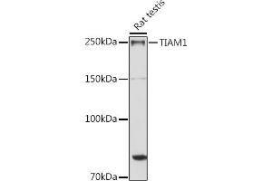 Western blot analysis of extracts of Rat testis, using TI antibody (ABIN6130725, ABIN6149146, ABIN6149147 and ABIN6214431) at 1:1000 dilution. (TIAM1 antibody  (AA 1392-1591))