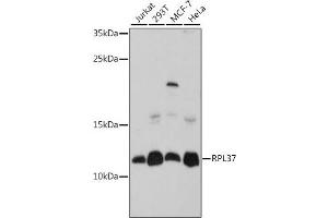 Western blot analysis of extracts of various cell lines, using RPL37 antibody (ABIN7270008) at 1:1000 dilution.