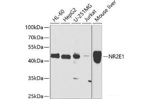 Western blot analysis of extracts of various cell lines using NR2E1 Polyclonal Antibody at dilution of 1:1000.