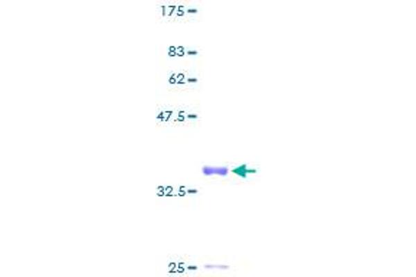 IFI6 Protein (AA 1-130) (GST tag)