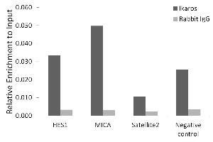 Chromatin immunoprecipitation analysis of extracts of K-562 cells, using Ikaros antibody (ABIN7267841) and rabbit IgG. (IKZF1 antibody)