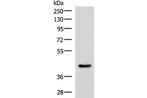 Western blot analysis of Mouse liver tissue lysate using HPN Polyclonal Antibody at dilution of 1:550 (Hepsin antibody)