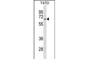 ACVR1 Antibody (N-term) (ABIN391156 and ABIN2841266) western blot analysis in T47D cell line lysates (35 μg/lane). (ACVR1 antibody  (AA 85-123))