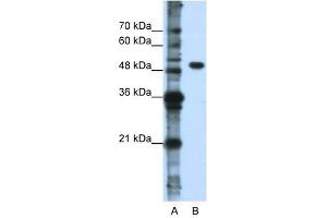 DDX47 antibody used at 0. (DDX47 antibody)