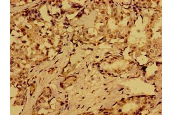 Motilin antibody  (AA 26-115)