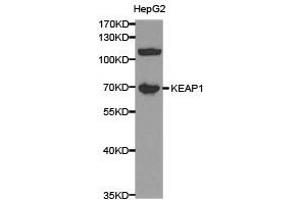 Western Blotting (WB) image for anti-Kelch-Like ECH-Associated Protein 1 (KEAP1) antibody (ABIN1873399) (KEAP1 antibody)