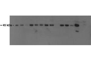 Atf4 antibody - N-terminal region  validated by WB using Mouse Kidney at 0. (ATF4 antibody  (N-Term))
