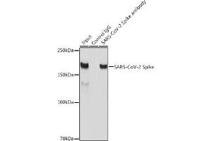 Immunoprecipitation analysis of 300 μg extracts of 293T cells using 3 μg SARS-CoV-2 Spike antibody (ABIN7266506). (Coronavirus Spike Glycoprotein antibody)