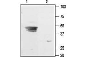 Western Blotting (WB) image for anti-Potassium Inwardly-Rectifying Channel, Subfamily J, Member 9 (KCNJ9) (AA 344-361), (Intracellular) antibody (ABIN7043490)