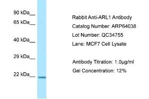 Western Blotting (WB) image for anti-ADP Ribosylation Factor Like GTPase 1 (ARL1) (C-Term) antibody (ABIN2789706) (ARL1 antibody  (C-Term))