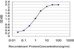 Detection limit for recombinant GST tagged TLX3 is approximately 0. (TLX3 antibody  (AA 192-291))