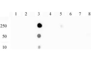 NFκB p65 phospho Ser529 pAb tested by dot blot analysis. (NF-kB p65 antibody  (pSer529))