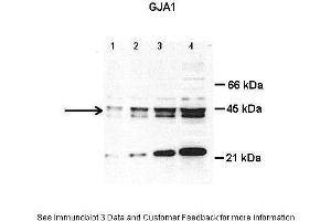 Lanes:   Lane1: 8 ug total cardiac lysate Lane2: 15 ug total cardiac lysate Lane3: 30 ug total cardiac lysate  Lane4: 50 ug total cardiac lysate  Primary Antibody Dilution:   1 ug/ml  Secondary Antibody:     Secondary Antibody Dilution:     Gene Name:   GJA1  Submitted by:   Anonymous (Connexin 43/GJA1 antibody  (Middle Region))