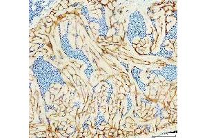 IHC analysis of Aqp8a.