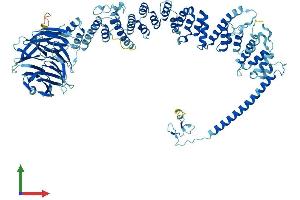 AlphaFold protein structure predicition of Human Recombinant VPS39 Protein, UniprotID Q96JC1 (VPS39 Protein (AA 1-886) (His tag))