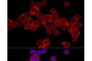 Confocal immunofluorescence analysis of THP-1 cells using CD11A Polyclonal Antibody at dilution of 1:200. (ITGAL antibody)