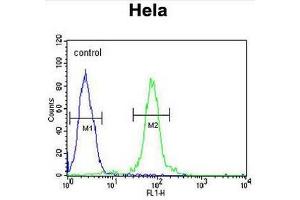 FBXW8 Antibody (Center) flow cytometric analysis of Hela cells (right histogram) compared to a negative control cell (left histogram). (FBXW8 antibody  (Middle Region))