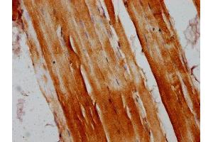IHC image of ABIN7167086 diluted at 1:200 and staining in paraffin-embedded human skeletal muscle tissue performed on a Leica BondTM system. (RANBP1 antibody  (AA 3-165))