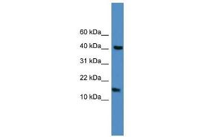Western Blot showing LCN1 antibody used at a concentration of 1-2 ug/ml to detect its target protein. (Lipocalin 1 antibody  (C-Term))