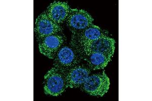 Confocal immunofluorescent analysis of FKBP1B Antibody (N-term E6) (ABIN392347 and ABIN2841986) with 293 cell followed by Alexa Fluor 488-conjugated goat anti-rabbit lgG (green). (FKBP1B antibody  (N-Term))