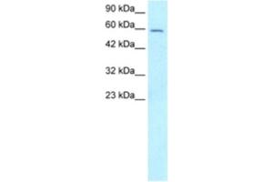 Western Blotting (WB) image for anti-Forkhead Box G1 (FOXG1) antibody (ABIN2463875) (FOXG1 antibody)
