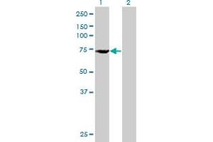 Western Blot analysis of DDX53 expression in transfected 293T cell line ( H00168400-T01 ) by DDX53 MaxPab polyclonal antibody. (DDX53 antibody  (AA 1-631))