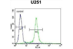 CCDC9 Antibody (N-term) flow cytometric analysis of U251 cells (right histogram) compared to a negative control cell (left histogram). (CCDC9 antibody  (N-Term))