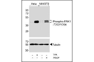 Western blot analysis of extracts from Hela cells, untreated or treated with T (200nM), and NIH/3T3 cells, untreated or treated with PDGF (100 ng/mL), using Phospho-ERK1-/ Antibody (upper) or Tubulin (lower). (ERK1/2 antibody  (pThr202, pTyr204))