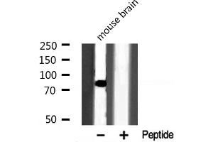 Western blot analysis of OCT1 expression in Mouse brain lysate (POU2F1 antibody  (N-Term))