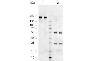 Image no. 1 for Goat anti-Chicken IgM antibody (ABIN300203) (Goat anti-Chicken IgM Antibody)