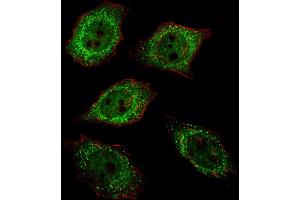 Fluorescent image of  cell stained with UCHL1 Antibody (C-term) (ABIN388870 and ABIN2839166)/SA120806AG. (UCHL1 antibody  (C-Term))